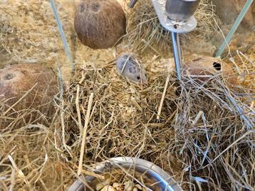 Mesocricetus auratus Goud Hamster beschikbaar voor biedingen