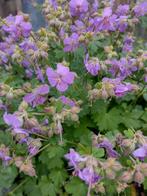 GERANIUM ROSE/PAARS BODEMBEDEKKER, Tuin en Terras, Planten | Tuinplanten, Ophalen, Zomer, Vaste plant, Bodembedekkers