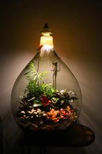 Ecosysteem/flessentuin/planten terrarium met licht, Huis en Inrichting, Kamerplanten, Ophalen, Overige soorten, Halfschaduw, In pot