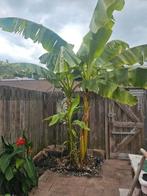 Bananenboom 2/3 meter hoog, Ophalen, Volle zon, Overige soorten