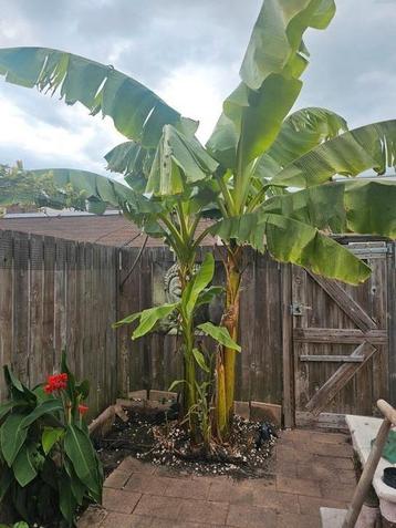 Bananenboom 2/3 meter hoog  beschikbaar voor biedingen