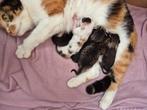 Mooi nestje van een lapjes poes!, Dieren en Toebehoren, Katten en Kittens | Raskatten | Korthaar, Poes, Ontwormd, 0 tot 2 jaar