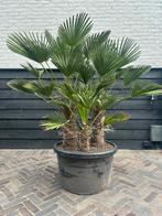 Trachycarpus Wagnerianus Palm, Tuin en Terras, Planten | Bomen, Ophalen, Halfschaduw, 100 tot 250 cm, Zomer