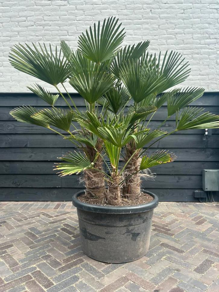 Trachycarpus Wagnerianus Palm, Tuin en Terras, Planten | Bomen, Palmboom, 100 tot 250 cm, Halfschaduw, Zomer, Ophalen