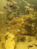 Baby cichliden blauwe acara, Vis