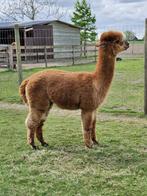 Alpaca dekhengst met stamboom, Dieren en Toebehoren, Overige Dieren, Mannelijk
