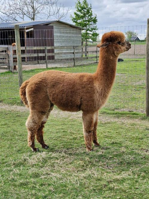 Alpaca dekhengst met stamboom, Dieren en Toebehoren, Overige Dieren, Mannelijk, Voor 1 juli 2024