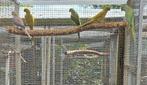 Halsbandparkieten, Dieren en Toebehoren, Meerdere dieren, Parkiet