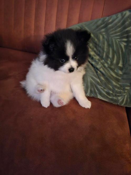 Mooie pomperiaan x chihuahua pups mogen nu weg, Dieren en Toebehoren, Honden | Chihuahua's en Gezelschapshonden, Reu, Chihuahua