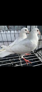 Witte postduif, Dieren en Toebehoren, Vogels | Duiven, Postduif