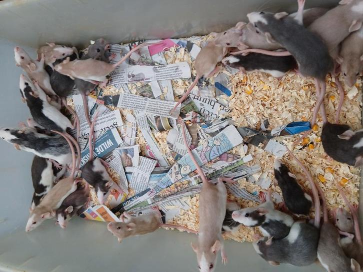 Dumbo ratjes, Dieren en Toebehoren, Knaagdieren, Meerdere dieren, Rat, Juli