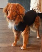 Medical pet shirt MPS Maat M, Dieren en Toebehoren, Hondenkleding, Verzenden, Zo goed als nieuw, Hondenshirt