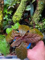 Nautilocalyx bullatus (Ecuador), Ophalen of Verzenden, Halfschaduw, Minder dan 100 cm