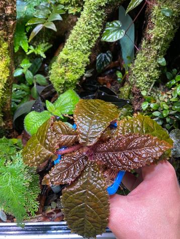 Nautilocalyx bullatus (Ecuador) beschikbaar voor biedingen