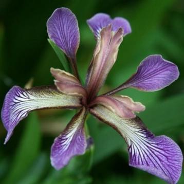 Zaden iris plant foetidissima beschikbaar voor biedingen
