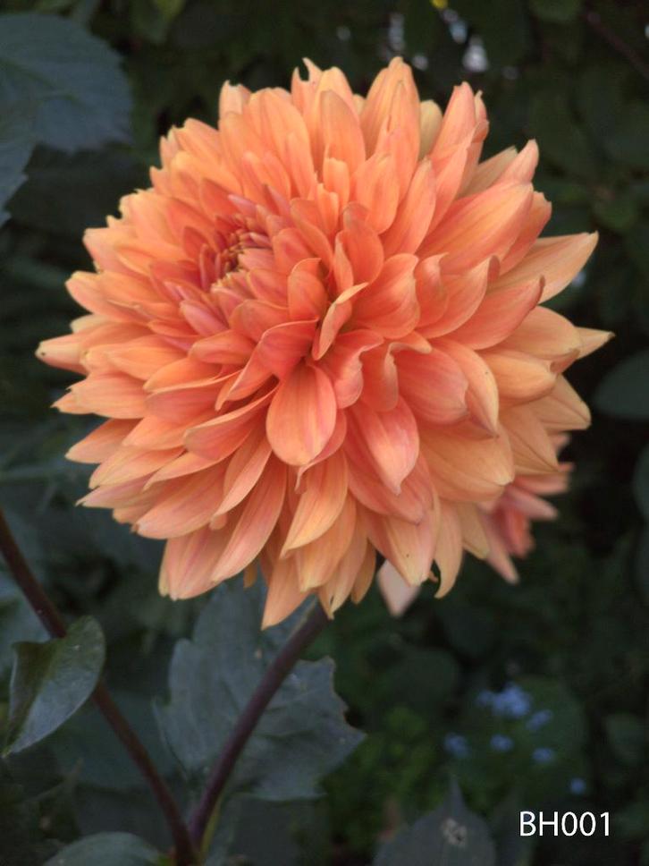 Dahlia knollen, Tuin en Terras, Bloembollen en Zaden, Knol, Voorjaar, Volle zon, Ophalen of Verzenden