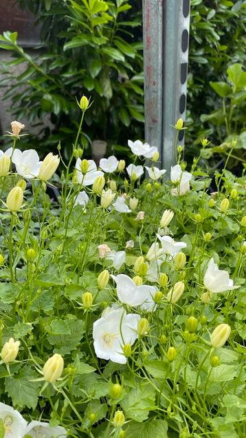 Witte campanula nu 25% korting beschikbaar voor biedingen