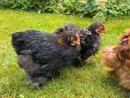 Cochin krielhaantjes, Dieren en Toebehoren, Pluimvee, Mannelijk, Kip