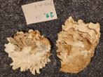 2 Mooie Chama `lazarus Schelpen. 9 x 7 cm. hoog 3 cm., Ophalen, Schelp(en)