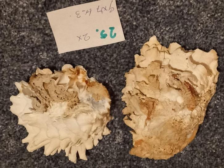 2 Mooie Chama `lazarus Schelpen. 9 x 7 cm. hoog 3 cm., Verzamelen, Mineralen en Fossielen, Schelp(en), Ophalen