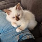 Heilige birmaan kitten met stamboom mag meteen mee, Dieren en Toebehoren, Katten en Kittens | Raskatten | Langhaar, Meerdere dieren
