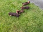 Ruwharige teckel pups, 8 tot 15 weken, Dwerg, CDV (hondenziekte), Meerdere dieren