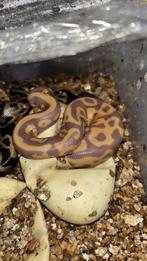 Reptielen opkoper gezocht? Ik koop reptielen en eieren!, Dieren en Toebehoren, Reptielen en Amfibieën, 0 tot 2 jaar