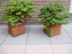Duo bonsai, den,, Vaste plant, Bloeit niet, Halfschaduw, Ophalen