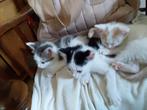 Aangeboden onze koe kitten, echt een leukerd., Dieren en Toebehoren, Meerdere dieren