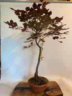 Fagus sylvatica atropurpureum beuk bonsai, Ophalen