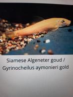 Siamese Algeneter goud, Dieren en Toebehoren, Vissen | Aquariumvissen, Vis