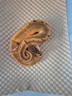Pinstripe ( enchi ) pied het ultramel, Dieren en Toebehoren, Slang