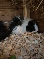 2 jonge Lunkarya Cavia Beertjes., Dieren en Toebehoren, Cavia, Mannelijk, Mei, Tam