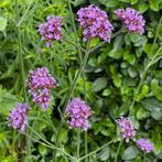 Zaden ijzerhard (Verbena bonariensis), Ophalen of Verzenden, Voorjaar, Volle zon, Zaad