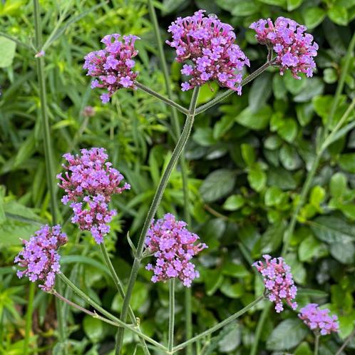 Zaden ijzerhard (Verbena bonariensis), Tuin en Terras, Bloembollen en Zaden, Zaad, Voorjaar, Volle zon, Ophalen of Verzenden