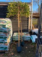 Lei bomen groen blijvende voor snel privacy ook lei linden, Ophalen of Verzenden, In pot, Volle zon, Leiboom