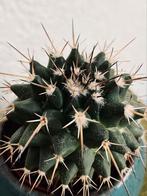 Cactus, Ophalen of Verzenden