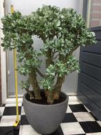 Grote Crassula, Huis en Inrichting, Kamerplanten, Ophalen, In pot, Halfschaduw, Minder dan 100 cm