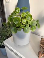 Pannenkoekenplant, Ophalen, Ficus, Halfschaduw, Minder dan 100 cm