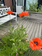 Diverse tuinplanten van hobbykweker, te koop, Ophalen of Verzenden, Zomer, Volle zon, Overige soorten