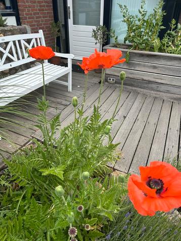 Diverse tuinplanten van hobbykweker, te koop beschikbaar voor biedingen