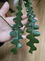 Zaag cactus stekjes, Ophalen of Verzenden, Halfschaduw, Minder dan 100 cm