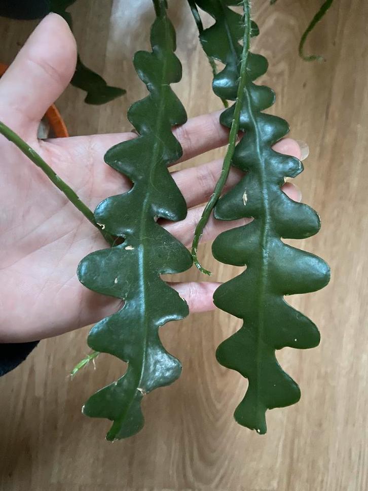 Zaag cactus stekjes, Huis en Inrichting, Kamerplanten, Minder dan 100 cm, Halfschaduw, Ophalen of Verzenden