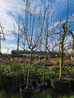 2 x halfstam appel, Malus domestica Cox €125 pst, Tuin en Terras, Planten | Fruitbomen, Lente, Halfschaduw, Appelboom, 100 tot 250 cm