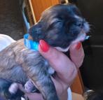 3 prachtige Boomer pups beschikbaar, Overige rassen, 8 tot 15 weken, Meerdere, Meerdere dieren