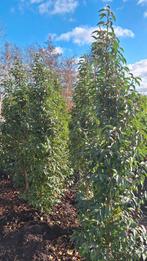 Portugese laurier 2meter hoog, Ophalen of Verzenden, Laurier, 100 tot 250 cm