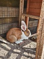 Konijn, gecastreerde ram, Dieren en Toebehoren, Konijnen, Mannelijk, Middelgroot, 0 tot 2 jaar