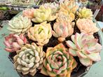 Echeveria Hybrida/ 3-6cm/vetplant/succulent, Huis en Inrichting, Ophalen of Verzenden, Overige soorten, Minder dan 100 cm