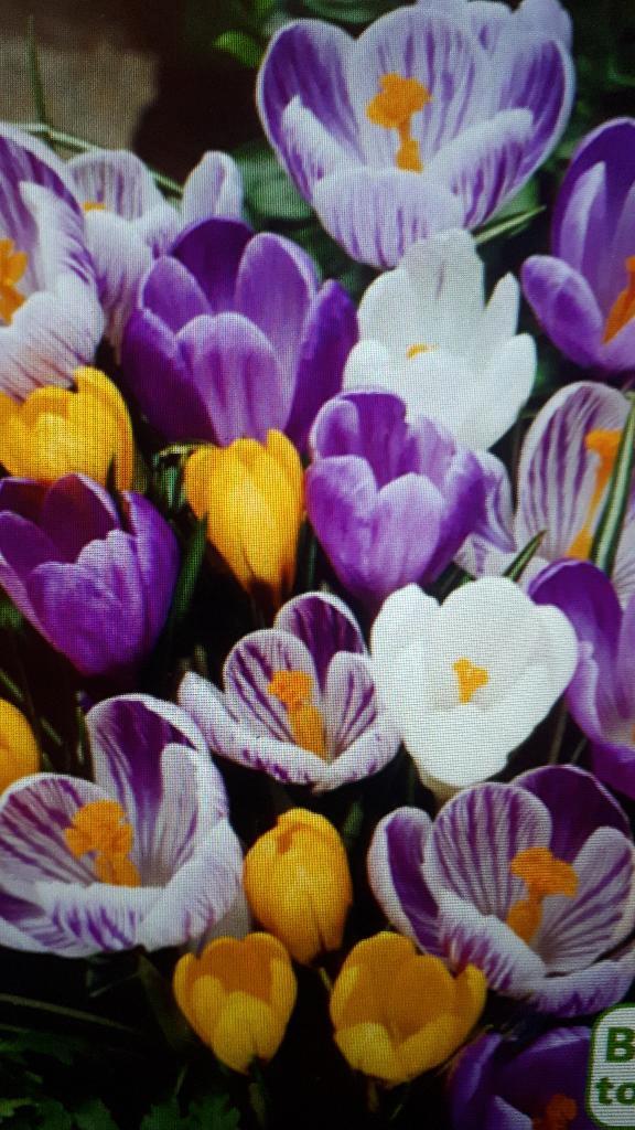 bloembollen grootbloemige krokus/crocus   50 voor 7 euro, Tuin en Terras, Bloembollen en Zaden, Bloembol, Najaar, Volle zon, Ophalen of Verzenden
