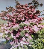 Cornus kousa, Tuin en Terras, Planten | Fruitbomen, Ophalen of Verzenden, Minder dan 100 cm, Overige soorten, Zomer
